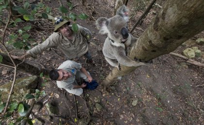 San Diego Zoo ambassador Ric Schwartz and UQ’s Dr Bill Ellis with a koala participating in the radio tracking study.  Credit: Ken Bohn – San Diego Zoo. 